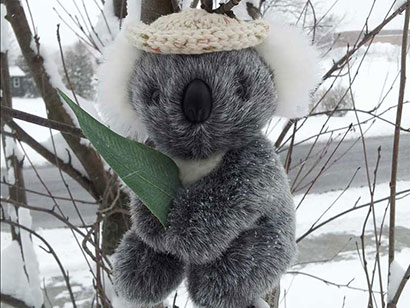 Jimmy koala in the snow in New York
