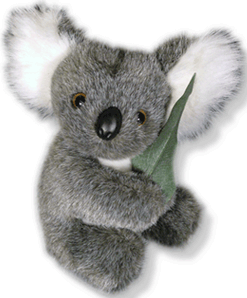 Jimmy the koala