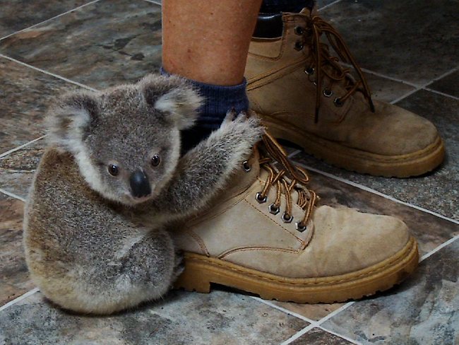 Jimmy the koala being very cute