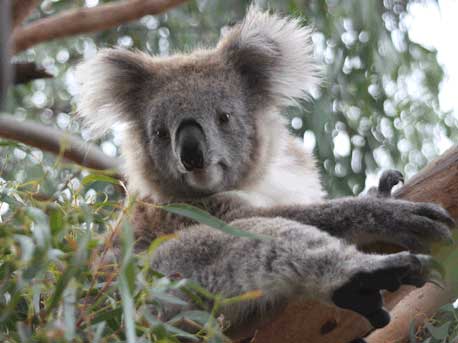 Koala sitting in a tree