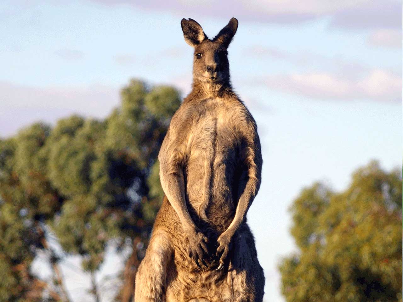 Kangaroo standing on hind legs