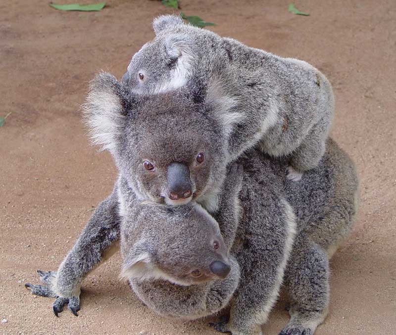 mother koala and her baby cubs