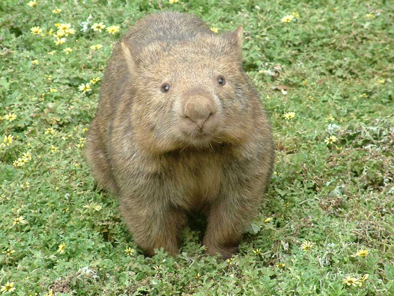 wally wombat in the wild