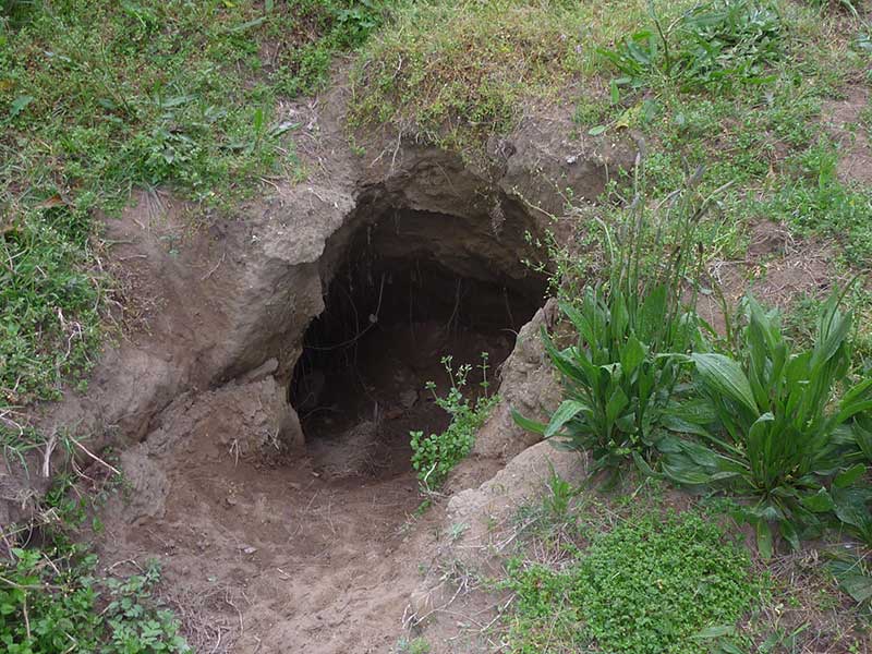 wombat burrow