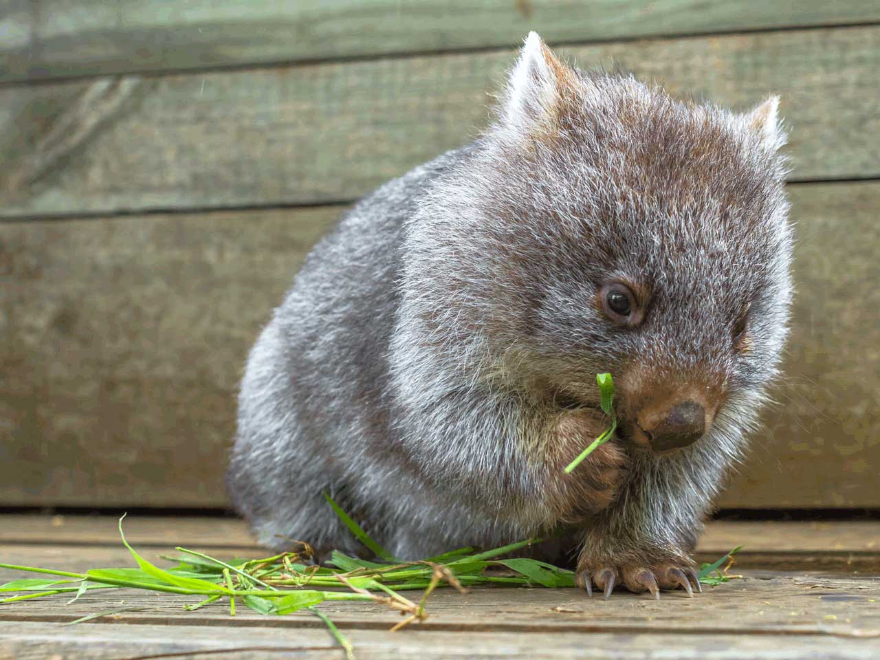 Small baby wombat eating