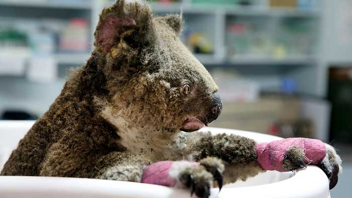 Anwen the koala recovering
