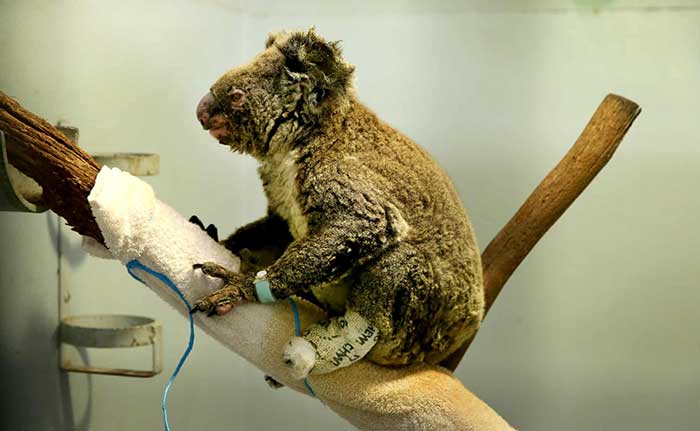 Anwen the koala recovering