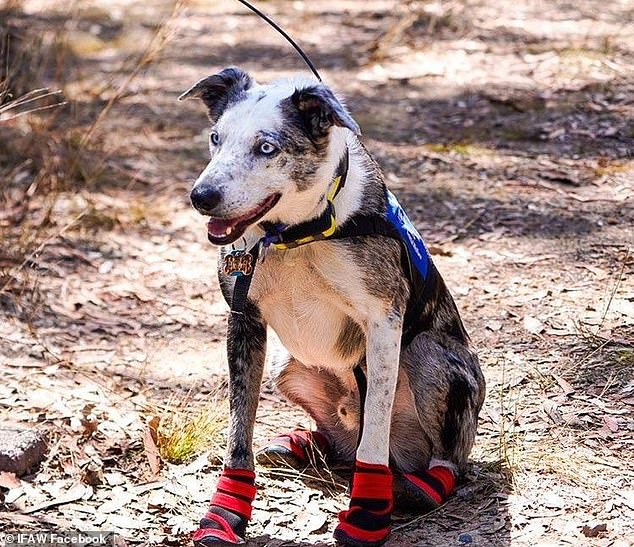 Photo of bear the rescue dog smiling