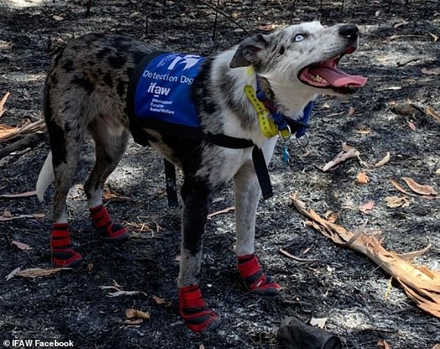 Photo of bear wearing his protective jacket