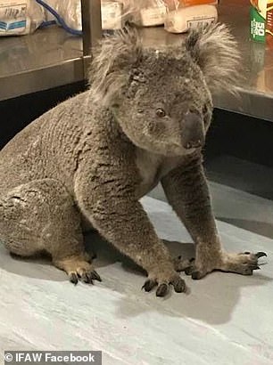 Photo of injured koala recovering