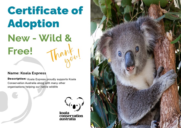 Anwen Koala Port Macquarie Koala Hospital Adoption Certificate