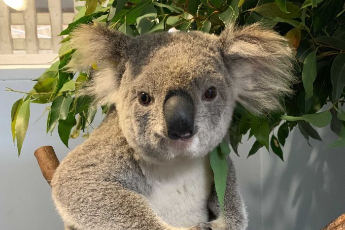 Wazza the koala looking very happy after recovering