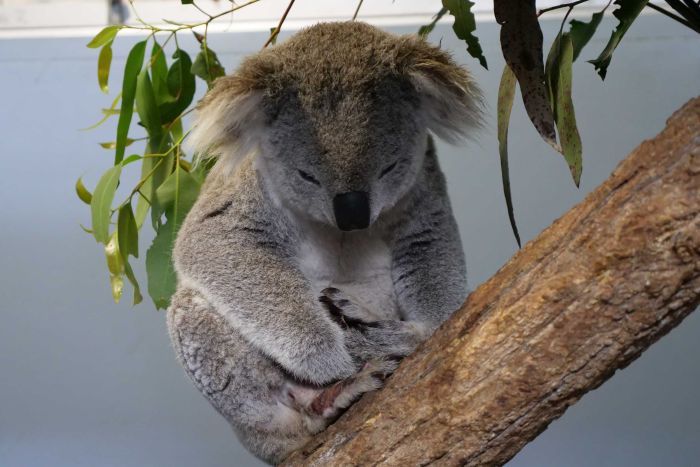 Wazza sleeping in a tree