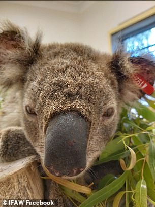 Close up photo of Flash the rescued koala