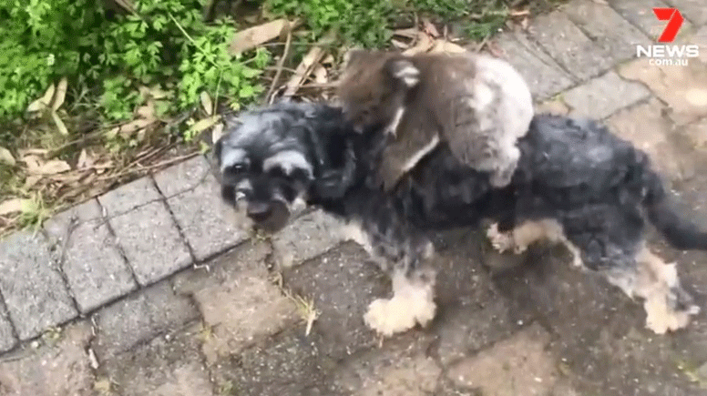 Koala going for a ride on the back of Tony the dog